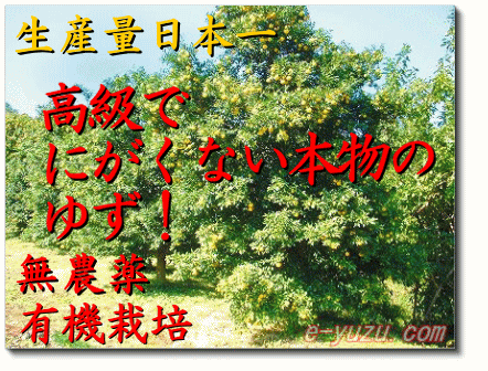 �M�q���̎ʐ^�B���̂䂸���g�����䂸�W������M�q�̃|���|�A�y�[�X�g�A�ʏ`�G�L�X�A��̃G�L�X���̔����Ă��܂��B
